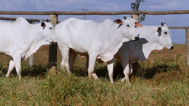 Lote 71
