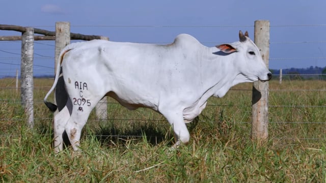 Lote 73