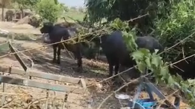 मंदिर भूमि पर अवैध कब्जे का आरोप, कार्रवाई की मांग, थानाध्यक्ष ने दिया कार्रवाई का आश्वासन