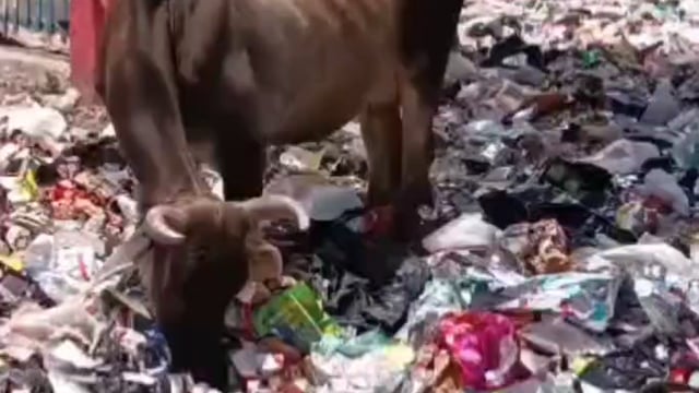 MANT-कान्हा की नगरी मथुरा में, कूड़े के ढेर पर भोजन तलाश रहे गोवंश, आखिर कैसे मिलेगा,राष्ट्रीय पशु का दर्जा,,