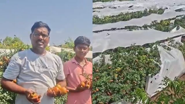 शेटफळे परिसरात अवकाळी पावसाने मोठे नुकसान शेतकरी मदतीच्या प्रतीक्षेत 