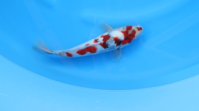 Showa - Sekiguchi (29cm)