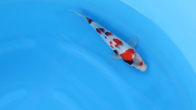 Showa - Sekiguchi (29cm)