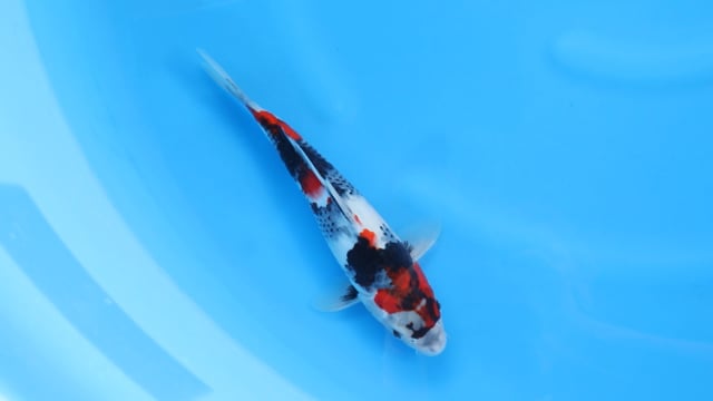 Showa - Sekiguchi (29cm)