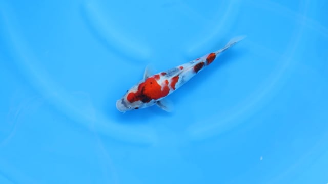 Showa - Sekiguchi (28cm)