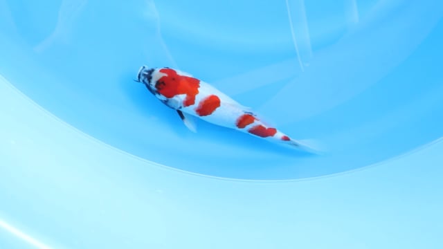 Showa - Sekiguchi (28cm)