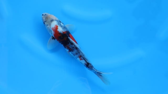 Showa - Sekiguchi (30cm)