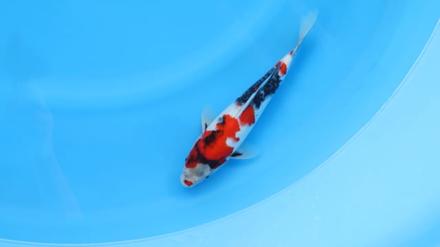 Showa - Sekiguchi (29cm)