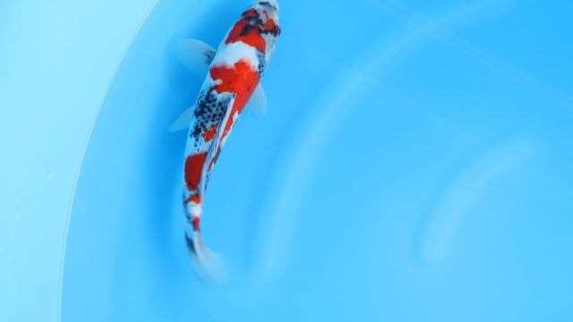 Showa - Sekiguchi (31cm)