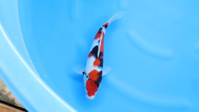 Showa - Sekiguchi (31cm)