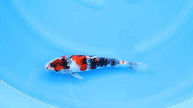 Showa - Sekiguchi (30cm)