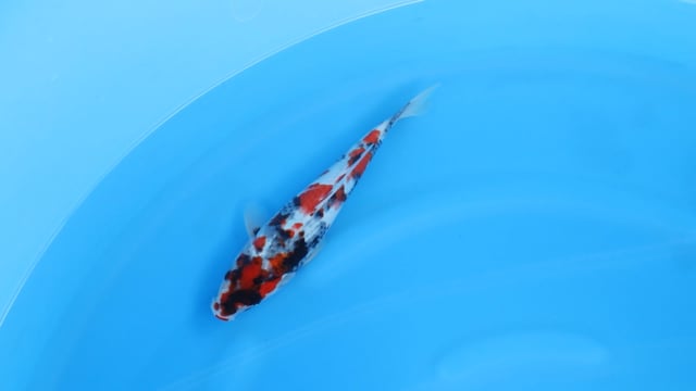 Showa - Sekiguchi (31cm)