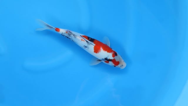 Showa - Sekiguchi (31cm)