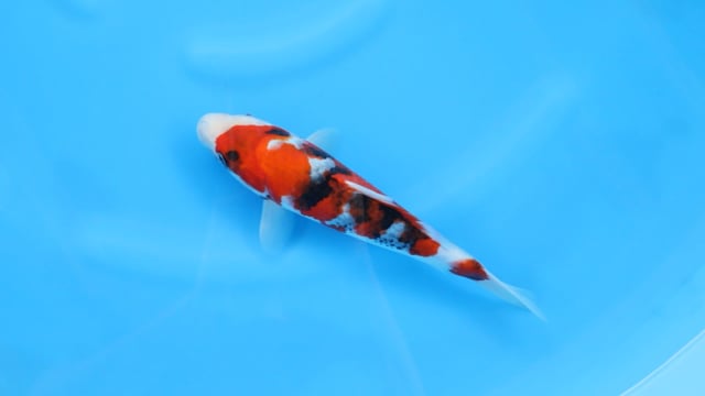 Showa - Sekiguchi (29cm)