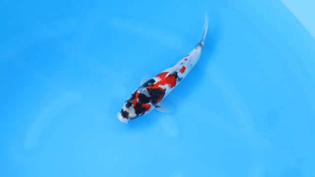 Showa - Sekiguchi (31cm)
