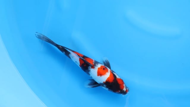 Showa - Sekiguchi (29cm)