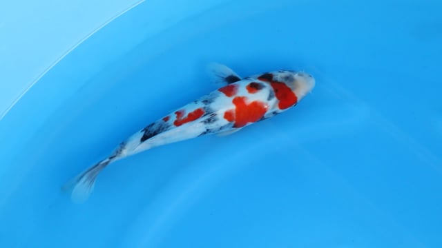 Showa - Sekiguchi (30cm)