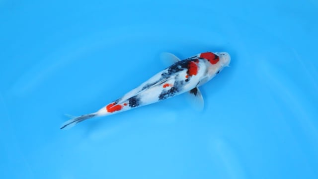 Showa - Sekiguchi (31cm)