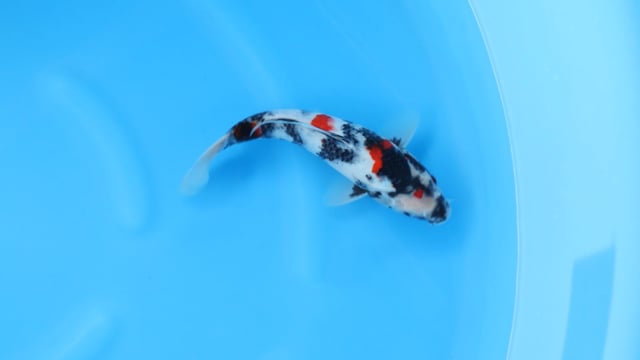 Showa - Sekiguchi (28cm)
