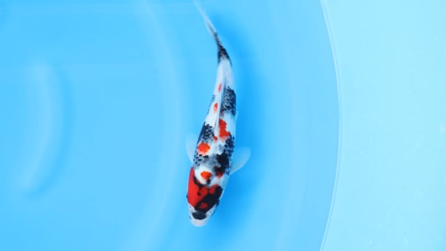 Showa - Sekiguchi (29cm)