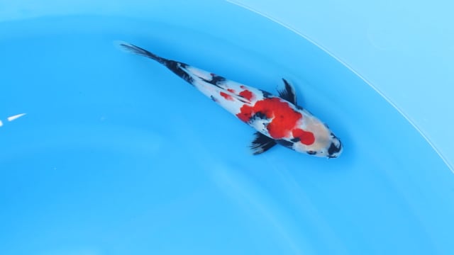 Showa - Sekiguchi (32cm)