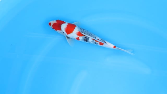 Showa - Sekiguchi (30cm)