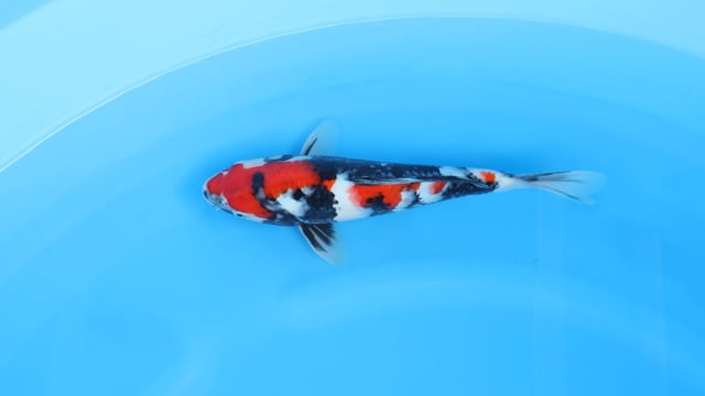 Showa - Sekiguchi (31cm)