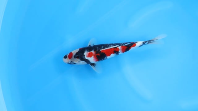 Showa - Sekiguchi (28cm)