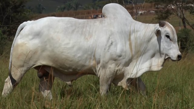 Lote 02