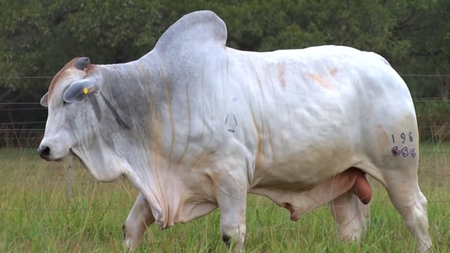 Lote 05
