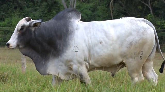 Lote 08