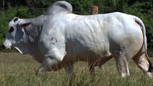 Lote 20
