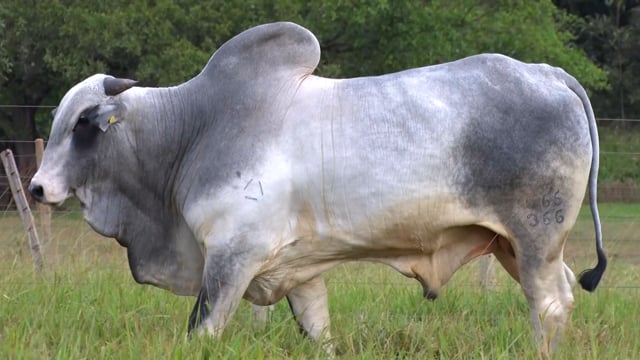 Lote 21