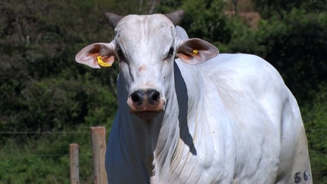 Lote 27
