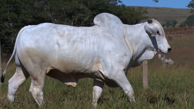 Lote 44