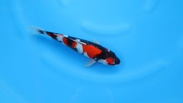 Showa - Sekiguchi (31cm)