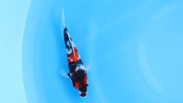 Showa - Sekiguchi (27cm)