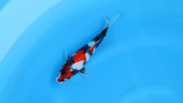 Showa - Sekiguchi (28cm)