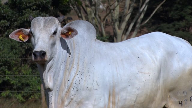 Lote 56