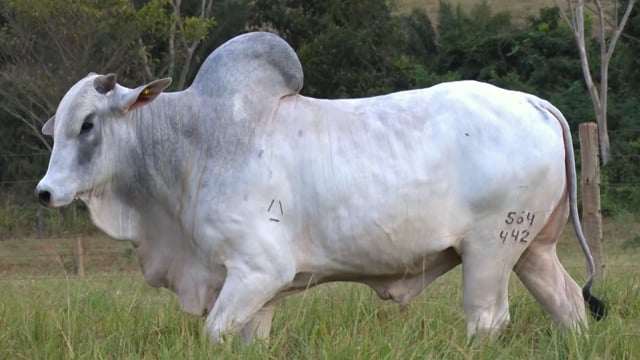Lote 55