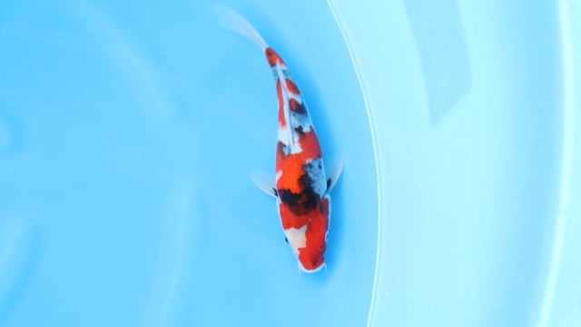 Showa - Sekiguchi (30cm)