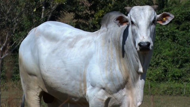 Lote 61