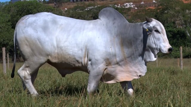 Lote 62
