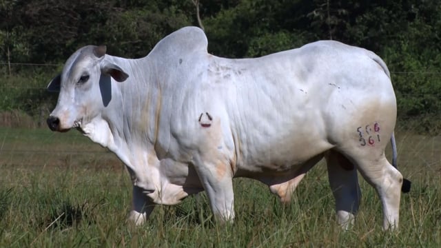 Lote 64