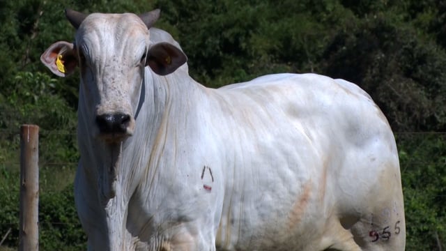Lote 65