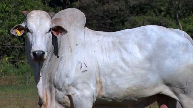 Lote 66
