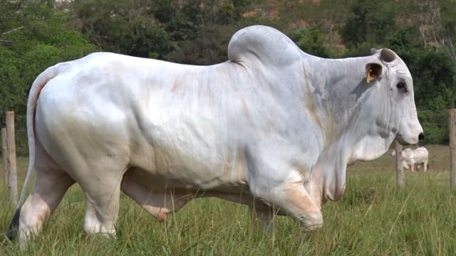 Lote 67