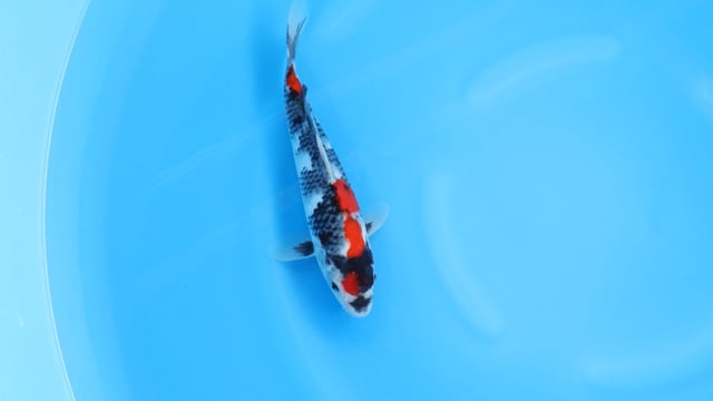 Showa - Sekiguchi (31cm)