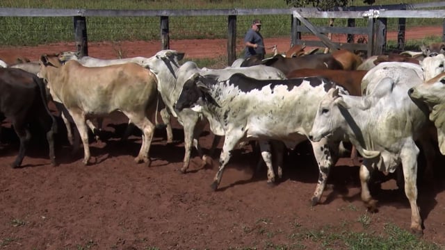 Lote 05