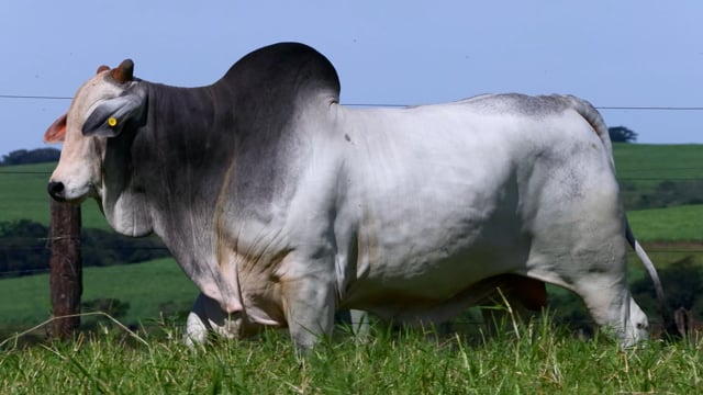 Lote 49